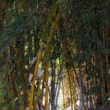 21-San-Jose,-Parque-de-la-Sabana.jpg