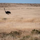 322-Fahrt-nach-Swakopmund,-Namibia-Juni-Juli-2025.jpg