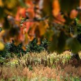 323-Lanhydrock-Garden,-England-September-2024.jpg