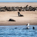 370-Catamerantour-Walfish-Bay,-Namibia-Juni-Juli-2025.jpg