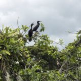 485-Cano-Negro.jpg