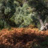 519-Lefkada-bei-Desimi-Camping,-Griechenlandreise-1.Sept-15.Okt-2019.jpg