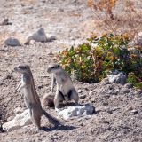 568-Etoscha-Pirschfahrt,-Namibia-Juni-Juli-2025.jpg