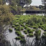 654-Parque-Nacional-de-Donana.jpg
