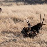 675-Pirschfahrt-bei-Okapuka-Safari-Lodge-Namibia-Juni-Juli-2025.jpg