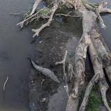 855-unterwegs-nach-San-Jose,-Kroko-Fluss.jpg