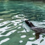18-Zoo-Augsburg-August-2019.jpg