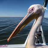 390-Catamerantour-Walfish-Bay,-Namibia-Juni-Juli-2025.jpg