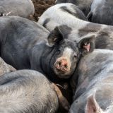 516-glückliche-Schweine-auf-dem-Mainradweg-bei-Escherndorf-Deutschlandreise-September-2020-Kopie.jpg