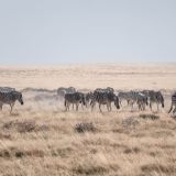548-Etoscha-Pirschfahrt,-Namibia-Juni-Juli-2025-Kopie.jpg