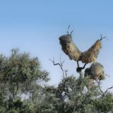 556-Etoscha-Pirschfahrt,-Namibia-Juni-Juli-2025-Kopie.jpg