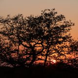 615-Etoscha-2.-Pirschfahrt,-Namibia-Juni-Juli-2025.jpg