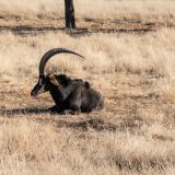 672-Pirschfahrt-bei-Okapuka-Safari-Lodge-Namibia-Juni-Juli-2025.jpg
