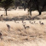 673-Pirschfahrt-bei-Okapuka-Safari-Lodge-Namibia-Juni-Juli-2025.jpg