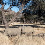 680-Pirschfahrt-bei-Okapuka-Safari-Lodge-Namibia-Juni-Juli-2025.jpg