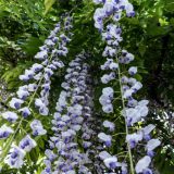 11-Garten-Mai-2020.jpg