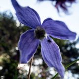 115-Spaziergang-beim-Camping-Sexten-Südtirol-Juni-2021.jpg
