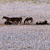 150-Wasserloch-bei-Aus,Namibia-Juni-Juli-2025.jpg