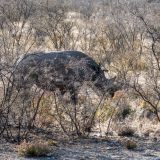 519-Etoscha-Pirschfahrt,-Namibia-Juni-Juli-2025-Kopie.jpg