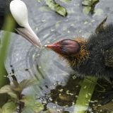 609-London,Kew-Gardens.jpg