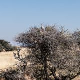638-Etoscha-2.-Pirschfahrt,-Namibia-Juni-Juli-2025.jpg