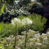 652-Sissinghurst-England-2015.jpg