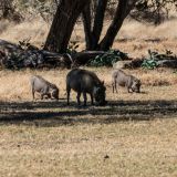 661-Okapuka-Safari-Lodge-Namibia-Juni-Juli-2025.jpg