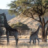 695-Pirschfahrt-bei-Okapuka-Safari-Lodge-Namibia-Juni-Juli-2025-Kopie.jpg