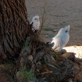0554-Cape-Range-Peninsula.jpg