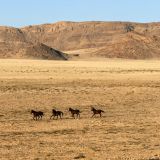 141-Wasserloch-bei-Aus,Namibia-Juni-Juli-2025.jpg