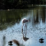 240--Parc-Ornithologique-Camargue-Südfrankreichreise-Sept.-2025.jpg