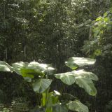 295-Selva-Verde-Lodge.jpg