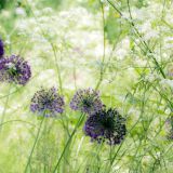 441-Alnwick-Gardens,-England-2016.jpg