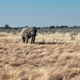 522-Etoscha-Pirschfahrt,-Namibia-Juni-Juli-2025-Kopie.jpg