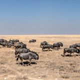 534-Etoscha-Pirschfahrt,-Namibia-Juni-Juli-2025-Kopie.jpg