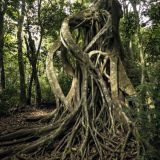 586-Sanctuario-Ecologico,-Sta-Elena.jpg