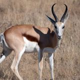 642-Etoscha-2.-Pirschfahrt,-Namibia-Juni-Juli-2025.jpg