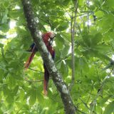 842-Parque-National-Carara.jpg