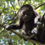 92-Parque-de-Cahuita.jpg