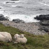 1083-Westküste,-Vesteralen,-Norwegen,-Skandinavienreise-2018-.jpg