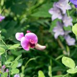 1165-Hidcote-Manor-Gardens-England-2019.jpg