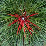 135-The-lost-gardens-of-Heligan,-England-September-2024.jpg