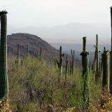 157-Tucson.jpg