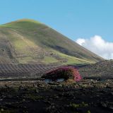 285-la-Geria-Lanzarote-Nov.-2016.jpg