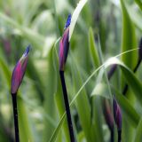 287-Inverewe-Gardens,-Poolewe,-Schottland-2016.jpg