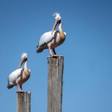 393-Catamerantour-Walfish-Bay,-Namibia-Juni-Juli-2025.jpg