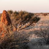 46-Lapa-Lange-Lodge-,Namibia-Juni-Juli-2025.jpg
