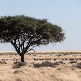 551-Etoscha-Pirschfahrt,-Namibia-Juni-Juli-2025-Kopie.jpg