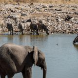 589--Etoscha-Pirschfahrt,-Namibia-Juni-Juli-2025.jpg