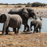590--Etoscha-Pirschfahrt,-Namibia-Juni-Juli-2025.jpg